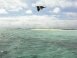 Bird in flight - Pearl and Hermes Atoll