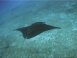 Cruising manta ray - NWHI